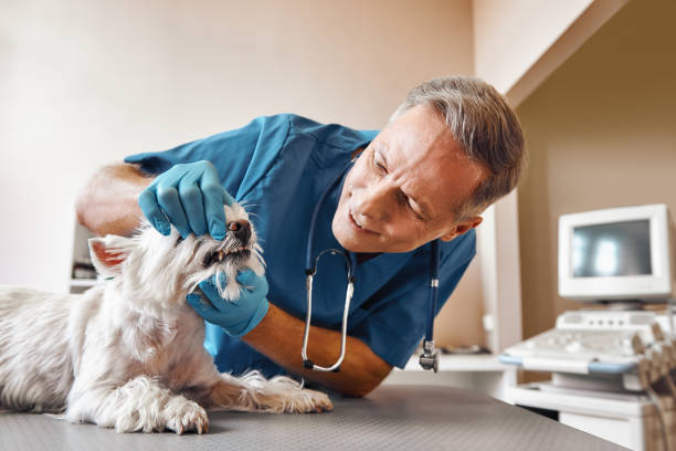 Best Emergency Treatment for Dental Infections or Abscesses in Big Pine, CA